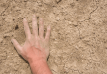 hand, palm-side down, placed on compact dirt.