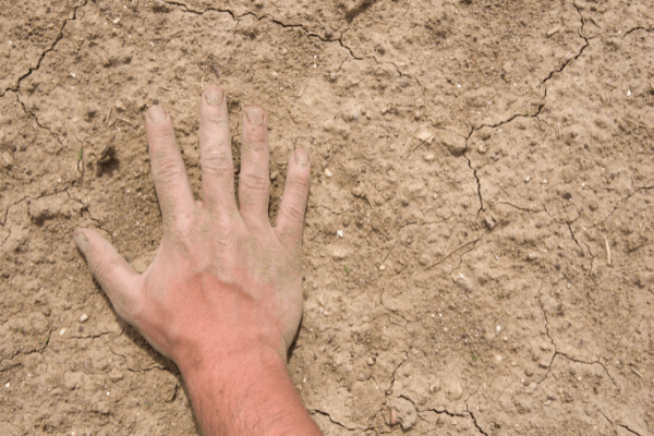 hand, palm-side down, placed on compact dirt.