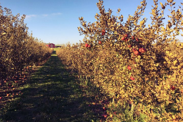 How This Hard Cider Business Is Learning From “The Struggle”