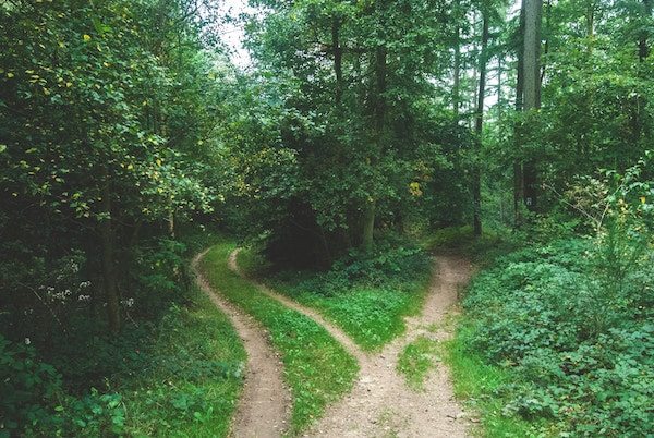 Divergent Business Model Path