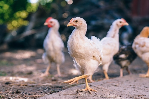 Growing Chickens