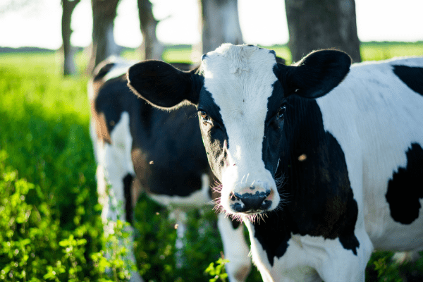 white and black dairy cow in field